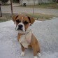 MI BOXER ES HERMOSA.....:)